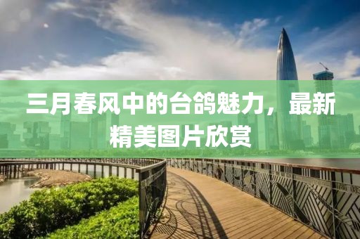 三月春風中的臺鴿魅力,最新精美圖片欣賞