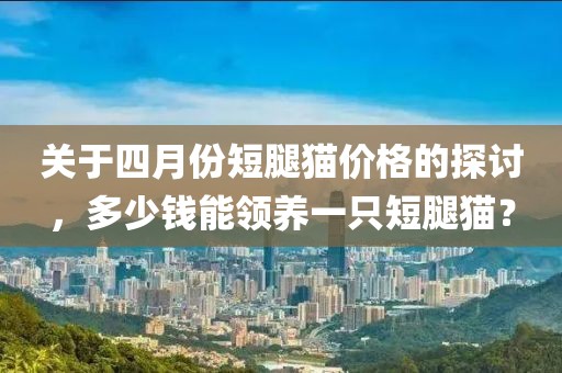 關于四月份短腿貓價格的探討,多少錢能領養一只短腿貓?