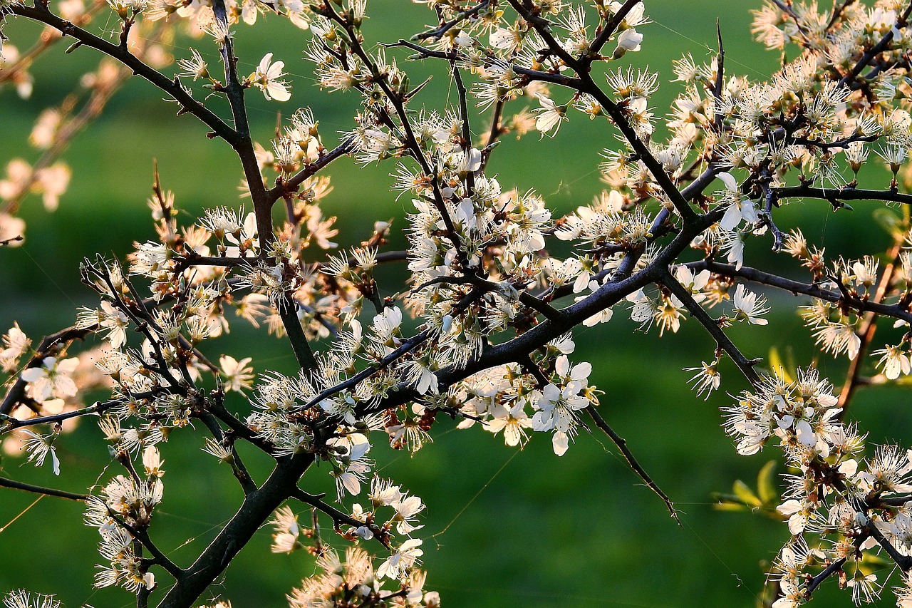 延安新區(qū)蓬勃發(fā)展揭秘,未來之城的最新動態(tài)與消息速遞