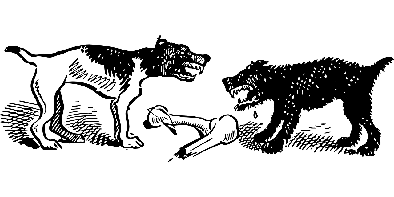 最新野生動(dòng)物保護(hù)名錄,守護(hù)自然之美的行動(dòng)綱領(lǐng)