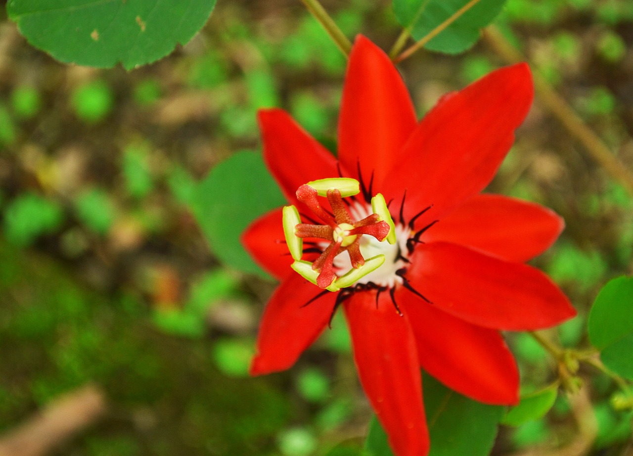 鴻福花園最新動態(tài)全面解析