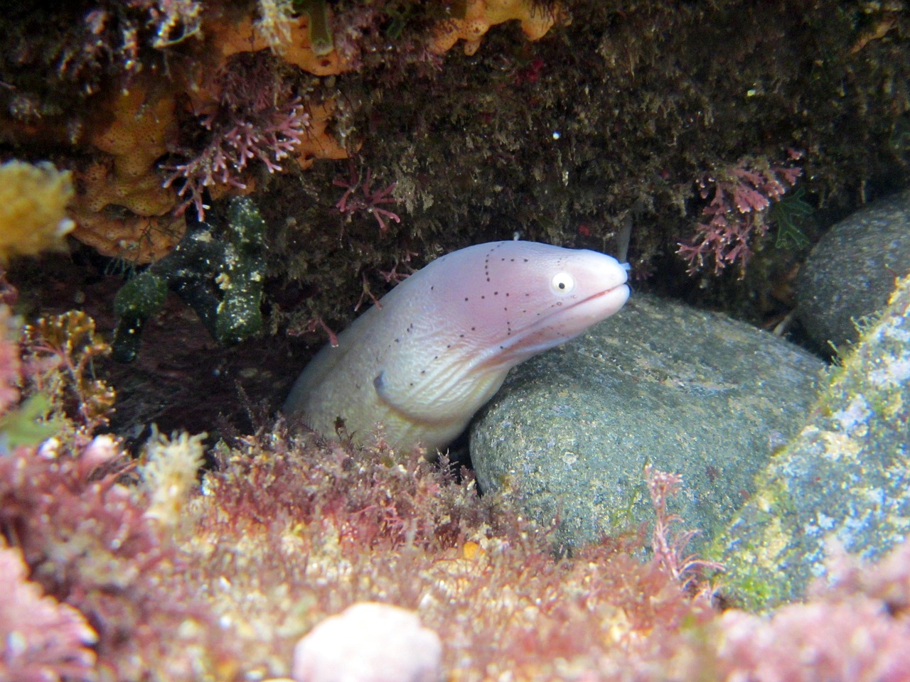 魚獲最新版本,開啟海洋探索新紀元