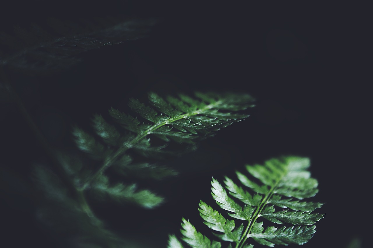 暗黑3黑蘑菇最新位置詳解與指南