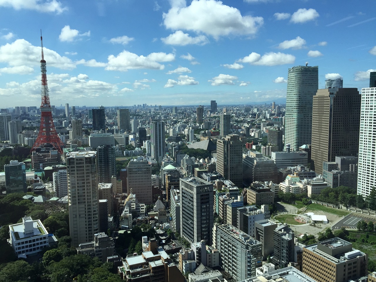 山東鴨苗最新價格動態及分析