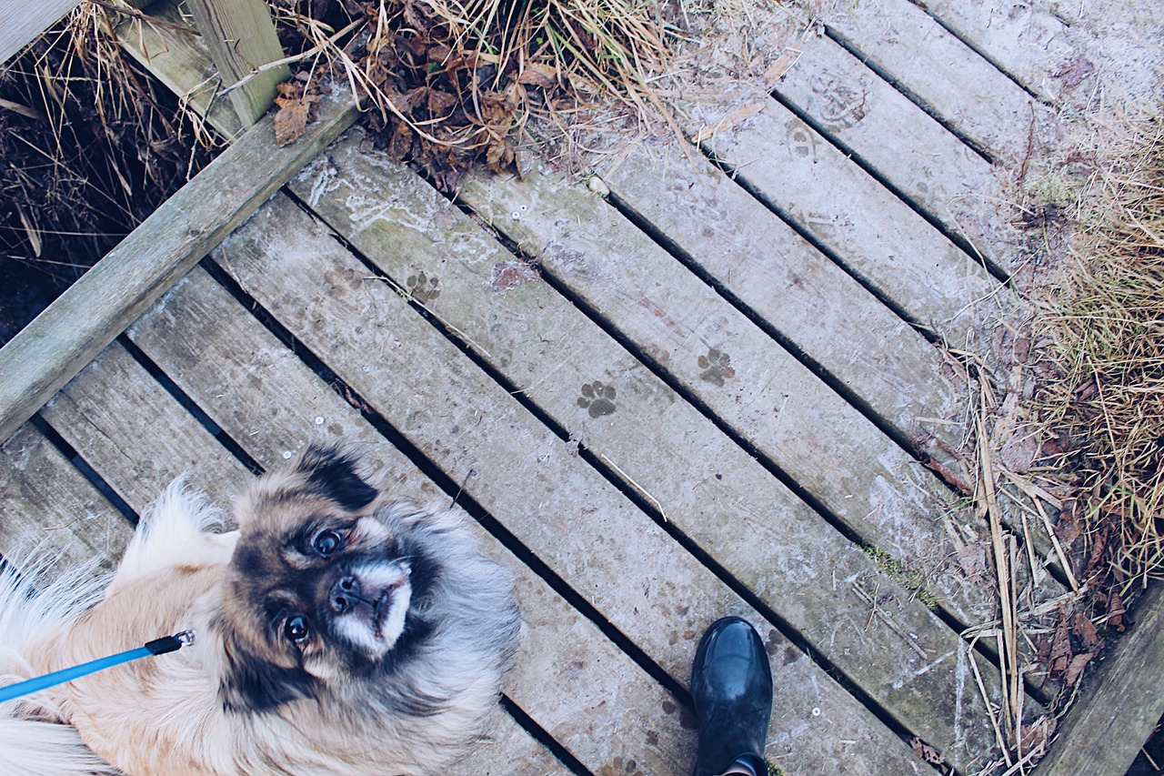 揭秘最新狗語者,人與犬之間的深度交流之道